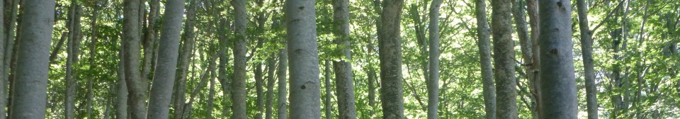 P1000741